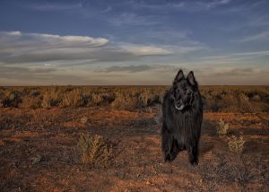 WolfCub in arid bush with golden light.jpg